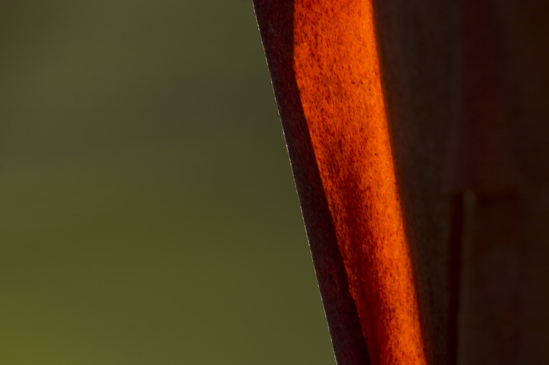 Pacific Madrone Bark Detail